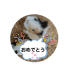 つちこきみえ(日常動物版)（個別スタンプ：27）