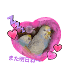 集まれいやされペット3（個別スタンプ：6）