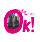 集まれいやされペット3（個別スタンプ：8）