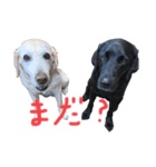 らぶらどーるのあん（個別スタンプ：3）