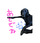 らぶらどーるのあん（個別スタンプ：4）