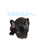 フレンチブルドック♡ぱるちゃん（個別スタンプ：2）
