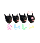 フレンチブルドック♡ぱるちゃん（個別スタンプ：4）