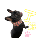 フレンチブルドック♡ぱるちゃん（個別スタンプ：5）