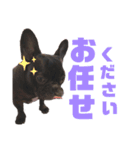 フレンチブルドック♡ぱるちゃん（個別スタンプ：11）