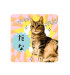 うーにーず（個別スタンプ：3）