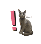 まりも・めかぶすたんぷ！4（個別スタンプ：1）