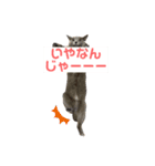 まりも・めかぶすたんぷ！4（個別スタンプ：2）