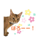 まりも・めかぶすたんぷ！4（個別スタンプ：3）