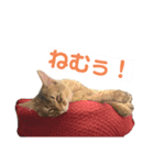 まりも・めかぶすたんぷ！4（個別スタンプ：4）