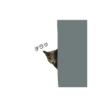 まりも・めかぶすたんぷ！4（個別スタンプ：5）