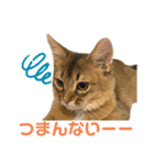 まりも・めかぶすたんぷ！4（個別スタンプ：7）