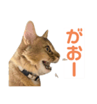 まりも・めかぶすたんぷ！4（個別スタンプ：11）