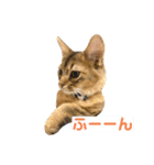 まりも・めかぶすたんぷ！4（個別スタンプ：12）