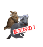 まりも・めかぶすたんぷ！4（個別スタンプ：14）