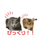 まりも・めかぶすたんぷ！4（個別スタンプ：15）