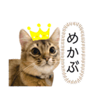 まりも・めかぶすたんぷ！4（個別スタンプ：16）