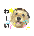 ハニー＆ペコー＆ラテ その2（個別スタンプ：11）