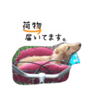 番犬マックの気持ちスタンプ（個別スタンプ：1）
