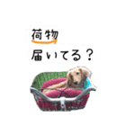 番犬マックの気持ちスタンプ（個別スタンプ：2）