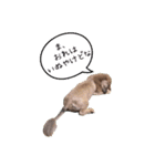 番犬マックの気持ちスタンプ（個別スタンプ：4）