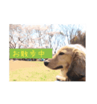 番犬マックの気持ちスタンプ（個別スタンプ：5）