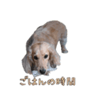番犬マックの気持ちスタンプ（個別スタンプ：7）