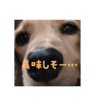 番犬マックの気持ちスタンプ（個別スタンプ：8）