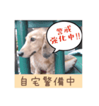 番犬マックの気持ちスタンプ（個別スタンプ：10）
