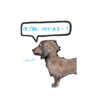 番犬マックの気持ちスタンプ（個別スタンプ：11）