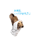 番犬マックの気持ちスタンプ（個別スタンプ：12）