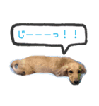 番犬マックの気持ちスタンプ（個別スタンプ：13）