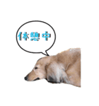番犬マックの気持ちスタンプ（個別スタンプ：15）