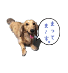 番犬マックの気持ちスタンプ（個別スタンプ：16）