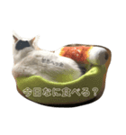 星野家の猫たち（個別スタンプ：1）