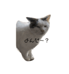 星野家の猫たち（個別スタンプ：5）