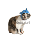 星野家の猫たち（個別スタンプ：6）
