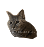 星野家の猫たち（個別スタンプ：8）