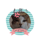 なねのたひや猫（個別スタンプ：1）