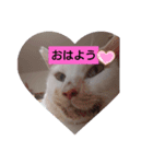 なねのたひや猫（個別スタンプ：2）