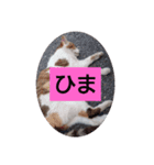 なねのたひや猫（個別スタンプ：3）