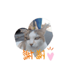 なねのたひや猫（個別スタンプ：4）