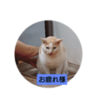 なねのたひや猫（個別スタンプ：5）