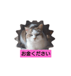 なねのたひや猫（個別スタンプ：6）