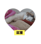 なねのたひや猫（個別スタンプ：7）