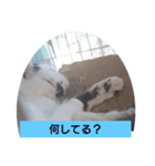 なねのたひや猫（個別スタンプ：8）