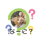 ちびちゃんちゃんまる（個別スタンプ：1）