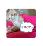 ちびちゃんちゃんまる（個別スタンプ：5）