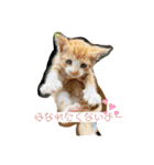 ちびちゃんちゃんまる（個別スタンプ：6）