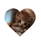 ちびちゃんちゃんまる（個別スタンプ：8）